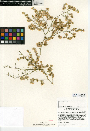 (Ambrosia salsola - CCDB-24908-C02)  @11 [ ] CreativeCommons - Attribution Non-Commercial Share-Alike (2015) SDNHM San Diego Natural History Museum