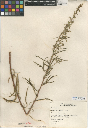  (Artemisia palmeri - CCDB-24908-C04)  @11 [ ] CreativeCommons - Attribution Non-Commercial Share-Alike (2015) SDNHM San Diego Natural History Museum