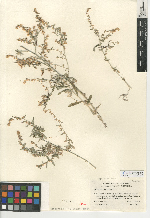  (Artemisia ludoviciana subsp. ludoviciana - CCDB-24908-D04)  @11 [ ] CreativeCommons - Attribution Non-Commercial Share-Alike (2015) SDNHM San Diego Natural History Museum