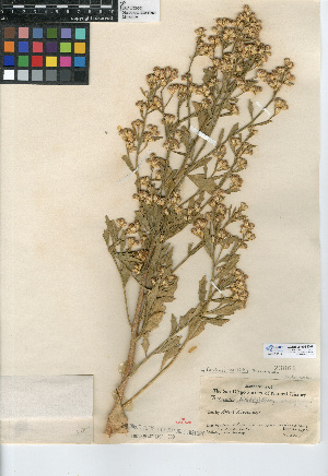  (Baccharis salicina - CCDB-24908-D05)  @11 [ ] CreativeCommons - Attribution Non-Commercial Share-Alike (2015) SDNHM San Diego Natural History Museum