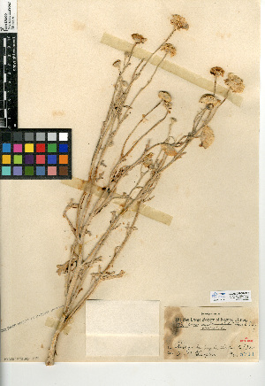  (Baileya pleniradiata - CCDB-24908-D06)  @11 [ ] CreativeCommons - Attribution Non-Commercial Share-Alike (2015) SDNHM San Diego Natural History Museum