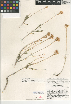  (Chrysothamnus viscidiflorus - CCDB-24908-D11)  @11 [ ] CreativeCommons - Attribution Non-Commercial Share-Alike (2015) SDNHM San Diego Natural History Museum