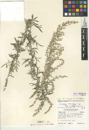  (Artemisia ludoviciana subsp. incompta - CCDB-24908-E04)  @11 [ ] CreativeCommons - Attribution Non-Commercial Share-Alike (2015) SDNHM San Diego Natural History Museum