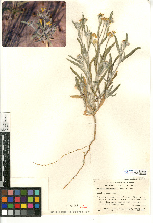  (Baileya pauciradiata - CCDB-24908-E06)  @11 [ ] CreativeCommons - Attribution Non-Commercial Share-Alike (2015) SDNHM San Diego Natural History Museum