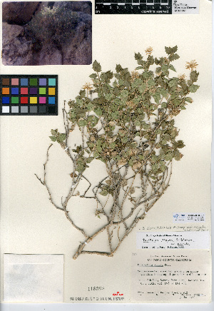  (Brickellia atractyloides - CCDB-24908-E07)  @11 [ ] CreativeCommons - Attribution Non-Commercial Share-Alike (2015) SDNHM San Diego Natural History Museum