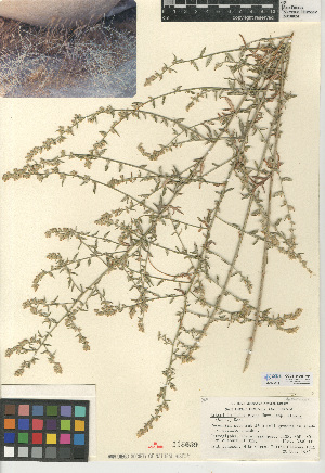  (Artemisia ludoviciana - CCDB-24908-F04)  @11 [ ] CreativeCommons - Attribution Non-Commercial Share-Alike (2015) SDNHM San Diego Natural History Museum