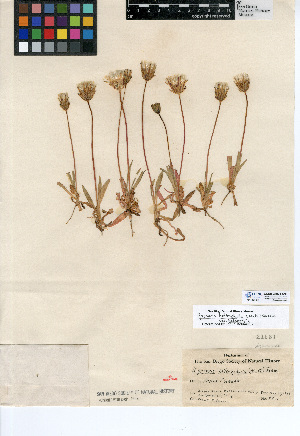  (Agoseris heterophylla - CCDB-24908-G01)  @11 [ ] CreativeCommons - Attribution Non-Commercial Share-Alike (2015) SDNHM San Diego Natural History Museum