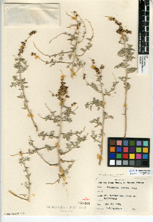  (Ambrosia dumosa - CCDB-24908-G02)  @11 [ ] CreativeCommons - Attribution Non-Commercial Share-Alike (2015) SDNHM San Diego Natural History Museum