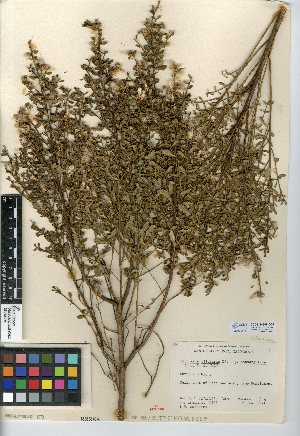  (Baccharis pilularis - CCDB-24908-G05)  @11 [ ] CreativeCommons - Attribution Non-Commercial Share-Alike (2015) SDNHM San Diego Natural History Museum