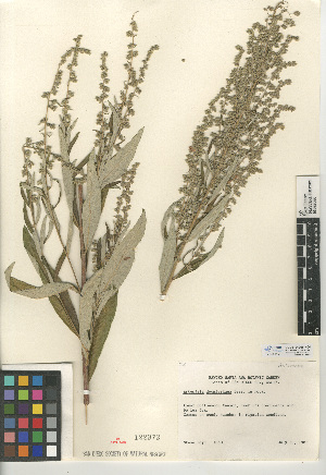  (Artemisia douglasiana - CCDB-24908-H04)  @11 [ ] CreativeCommons - Attribution Non-Commercial Share-Alike (2015) SDNHM San Diego Natural History Museum