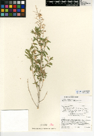  (Brickellia knappiana - CCDB-24908-H08)  @11 [ ] CreativeCommons - Attribution Non-Commercial Share-Alike (2015) SDNHM San Diego Natural History Museum
