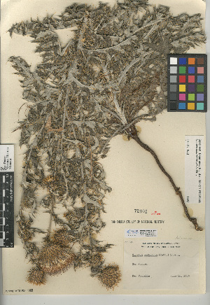  (Cirsium ochrocentrum var. ochrocentrum - CCDB-24908-H12)  @11 [ ] CreativeCommons - Attribution Non-Commercial Share-Alike (2015) SDNHM San Diego Natural History Museum