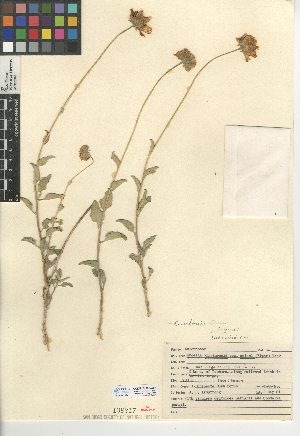  (Encelia actonii - CCDB-24909-A03)  @11 [ ] CreativeCommons - Attribution Non-Commercial Share-Alike (2015) SDNHM San Diego Natural History Museum