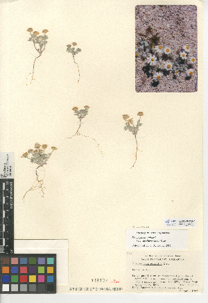  (Eriophyllum wallacei - CCDB-24909-B07)  @11 [ ] CreativeCommons - Attribution Non-Commercial Share-Alike (2015) SDNHM San Diego Natural History Museum