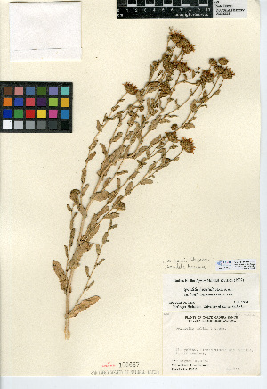  (Grindelia hallii - CCDB-24909-B09)  @11 [ ] CreativeCommons - Attribution Non-Commercial Share-Alike (2015) SDNHM San Diego Natural History Museum