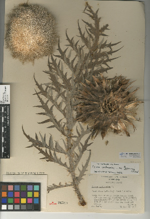  (Cynara cardunculus subsp. flavescens - CCDB-24909-C01)  @11 [ ] CreativeCommons - Attribution Non-Commercial Share-Alike (2015) SDNHM San Diego Natural History Museum