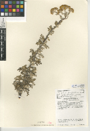  (Eriophyllum staechadifolium - CCDB-24909-C07)  @11 [ ] CreativeCommons - Attribution Non-Commercial Share-Alike (2015) SDNHM San Diego Natural History Museum