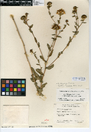  (Grindelia camporum - CCDB-24909-C09)  @11 [ ] CreativeCommons - Attribution Non-Commercial Share-Alike (2015) SDNHM San Diego Natural History Museum