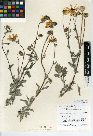  (Helianthus niveus subsp. tephrodes - CCDB-24909-C11)  @11 [ ] CreativeCommons - Attribution Non-Commercial Share-Alike (2015) SDNHM San Diego Natural History Museum