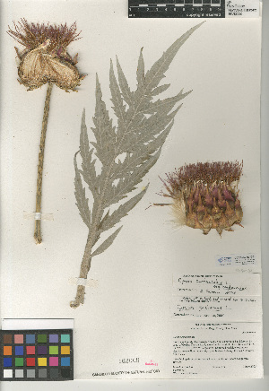  (Cynara cardunculus subsp. cardunculus - CCDB-24909-D01)  @11 [ ] CreativeCommons - Attribution Non-Commercial Share-Alike (2015) SDNHM San Diego Natural History Museum