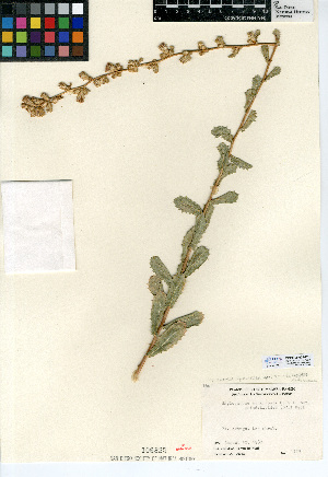 (Hazardia squarrosa var. grindelioides - CCDB-24909-D10)  @11 [ ] CreativeCommons - Attribution Non-Commercial Share-Alike (2015) SDNHM San Diego Natural History Museum