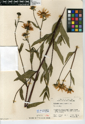  (Helianthus gracilentus - CCDB-24909-D11)  @11 [ ] CreativeCommons - Attribution Non-Commercial Share-Alike (2015) SDNHM San Diego Natural History Museum