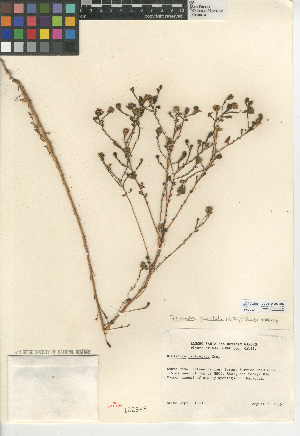  (Deinandra paniculata - CCDB-24909-E02)  @11 [ ] CreativeCommons - Attribution Non-Commercial Share-Alike (2015) SDNHM San Diego Natural History Museum