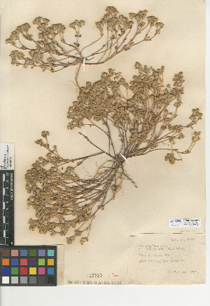  (Eriophyllum multicaule - CCDB-24909-E07)  @11 [ ] CreativeCommons - Attribution Non-Commercial Share-Alike (2015) SDNHM San Diego Natural History Museum