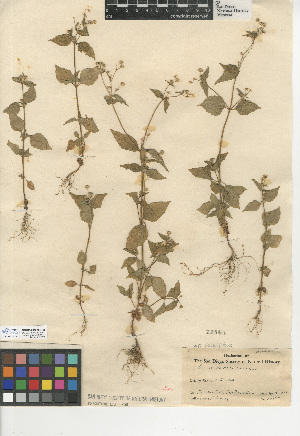  (Galinsoga parviflora - CCDB-24909-E08)  @11 [ ] CreativeCommons - Attribution Non-Commercial Share-Alike (2015) SDNHM San Diego Natural History Museum