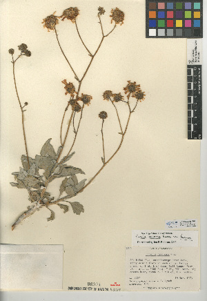  (Encelia farinosa var. farinosa - CCDB-24909-F04)  @11 [ ] CreativeCommons - Attribution Non-Commercial Share-Alike (2015) SDNHM San Diego Natural History Museum