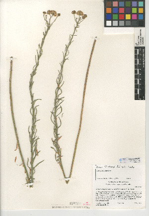  (Erigeron breweri - CCDB-24909-F06)  @11 [ ] CreativeCommons - Attribution Non-Commercial Share-Alike (2015) SDNHM San Diego Natural History Museum