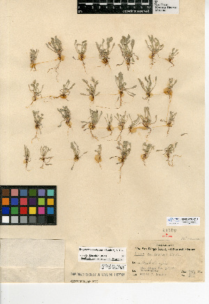  (Hesperevax caulescens - CCDB-24909-F12)  @11 [ ] CreativeCommons - Attribution Non-Commercial Share-Alike (2015) SDNHM San Diego Natural History Museum