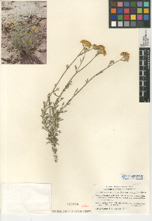  (Eriophyllum confertiflorum - CCDB-24909-G07)  @11 [ ] CreativeCommons - Attribution Non-Commercial Share-Alike (2015) SDNHM San Diego Natural History Museum