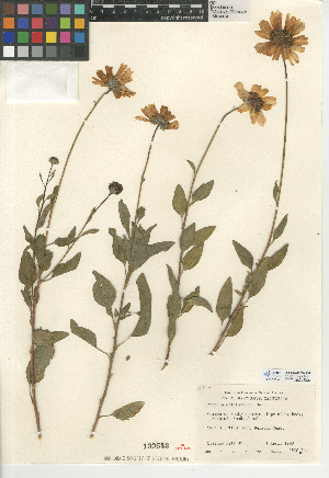  (Encelia californica - CCDB-24909-H04)  @11 [ ] CreativeCommons - Attribution Non-Commercial Share-Alike (2015) SDNHM San Diego Natural History Museum
