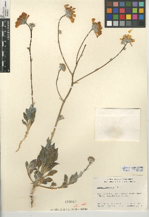 (Geraea canescens - CCDB-24909-H09)  @11 [ ] CreativeCommons - Attribution Non-Commercial Share-Alike (2015) SDNHM San Diego Natural History Museum