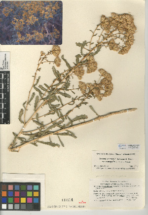  (Isocoma acradenia var. eremophila - CCDB-24914-A02)  @11 [ ] CreativeCommons - Attribution Non-Commercial Share-Alike (2015) SDNHM San Diego Natural History Museum