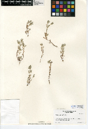  (Psilocarphus tenellus - CCDB-24914-A11)  @11 [ ] CreativeCommons - Attribution Non-Commercial Share-Alike (2015) SDNHM San Diego Natural History Museum