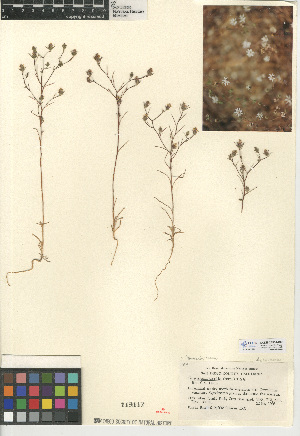  (Osmadenia tenella - CCDB-24914-B08)  @11 [ ] CreativeCommons - Attribution Non-Commercial Share-Alike (2015) SDNHM San Diego Natural History Museum