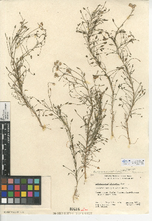  (Pleurocoronis pluriseta - CCDB-24914-B09)  @11 [ ] CreativeCommons - Attribution Non-Commercial Share-Alike (2015) SDNHM San Diego Natural History Museum