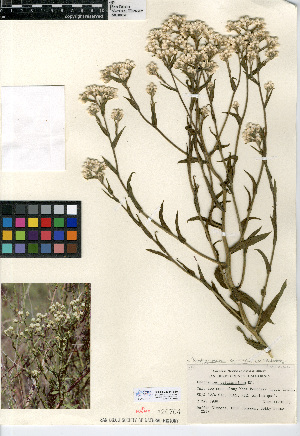  (Pseudognaphalium californicum - CCDB-24914-B10)  @11 [ ] CreativeCommons - Attribution Non-Commercial Share-Alike (2015) SDNHM San Diego Natural History Museum
