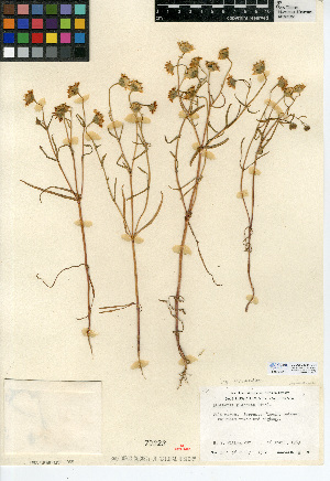  (Lasthenia glabrata subsp. coulteri - CCDB-24914-C04)  @11 [ ] CreativeCommons - Attribution Non-Commercial Share-Alike (2015) SDNHM San Diego Natural History Museum