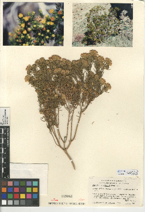  (Peucephyllum schottii - CCDB-24914-C09)  @11 [ ] CreativeCommons - Attribution Non-Commercial Share-Alike (2015) SDNHM San Diego Natural History Museum