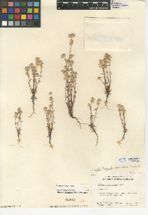  (Logfia filaginoides - CCDB-24914-E06)  @11 [ ] CreativeCommons - Attribution Non-Commercial Share-Alike (2015) SDNHM San Diego Natural History Museum