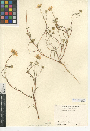  (Pentachaeta aurea - CCDB-24914-E09)  @11 [ ] CreativeCommons - Attribution Non-Commercial Share-Alike (2015) SDNHM San Diego Natural History Museum