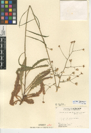  (Hieracium argutum - CCDB-24914-F01)  @11 [ ] CreativeCommons - Attribution Non-Commercial Share-Alike (2015) SDNHM San Diego Natural History Museum