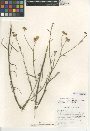  (Senecio quadridentatus - CCDB-24935-A01)  @11 [ ] CreativeCommons - Attribution Non-Commercial Share-Alike (2015) SDNHM San Diego Natural History Museum