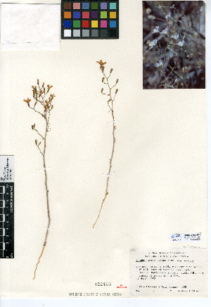  (Stephanomeria exigua subsp. exigua - CCDB-24935-B03)  @11 [ ] CreativeCommons - Attribution Non-Commercial Share-Alike (2015) SDNHM San Diego Natural History Museum