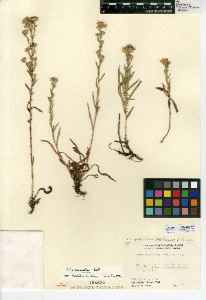  (Symphyotrichum defoliatum - CCDB-24935-B04)  @11 [ ] CreativeCommons - Attribution Non-Commercial Share-Alike (2015) SDNHM San Diego Natural History Museum