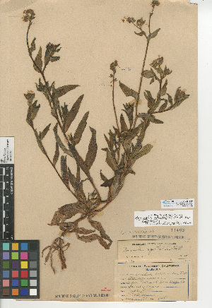  (Amsinckia spectabilis - CCDB-24935-B10)  @11 [ ] CreativeCommons - Attribution Non-Commercial Share-Alike (2015) SDNHM San Diego Natural History Museum