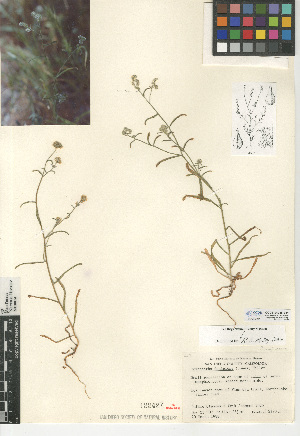  (Cryptantha decipiens - CCDB-24935-B11)  @11 [ ] CreativeCommons - Attribution Non-Commercial Share-Alike (2015) SDNHM San Diego Natural History Museum